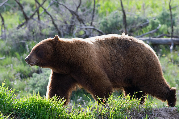 Black Bear - BKBR00433