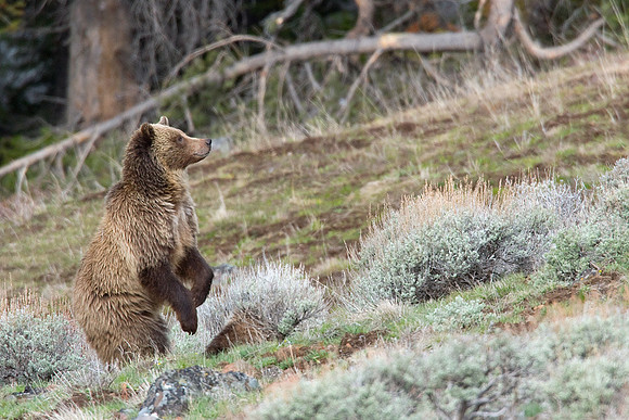 GRZ00706-Grizzly-Bear