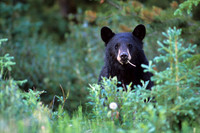 BKBR010892 Black Bear
