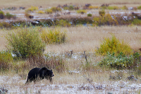 GRZ01650 Grizzly Bear