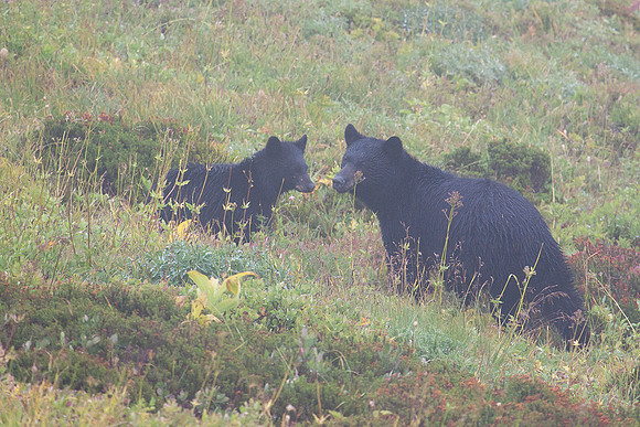 Black Bear Sow and Cub - BKBR01151
