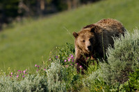 Grizzly Bear - GRZ00529