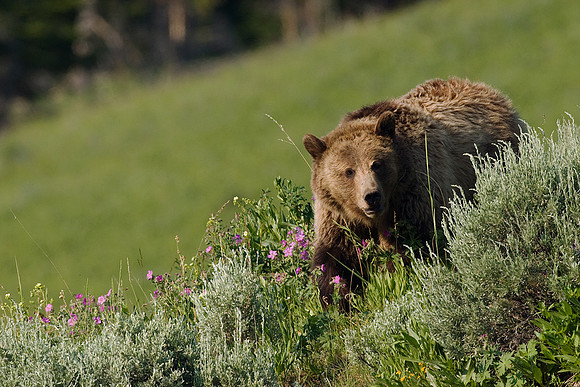 Grizzly Bear - GRZ00529