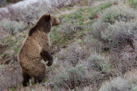 GRZ00670-Grizzly-Bear