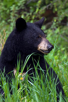 Black Bear - BKBR00110