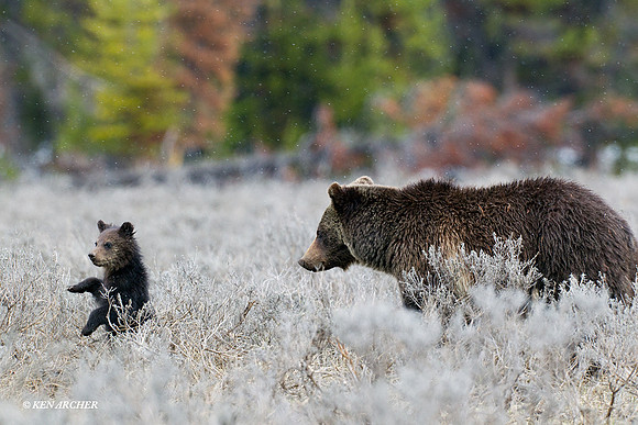 GRZ01254 Grizzly Bear