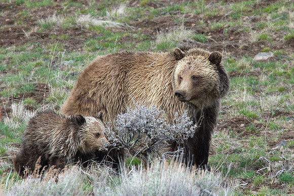 GRZ00772-Grizzly-Bear