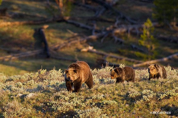 Grizzly Bear Sow with Cubs - GRZ01072