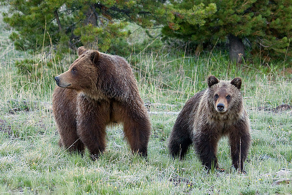 Grizzly Bear Sow and Cub- GRZ00968a