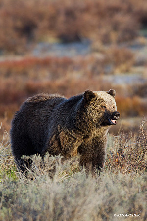 GRZ01116 Grizzly Bear