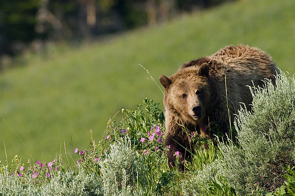GRZ00529-Grizzly-Bear