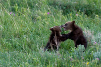 GRZ00348-Grizzly-Bear
