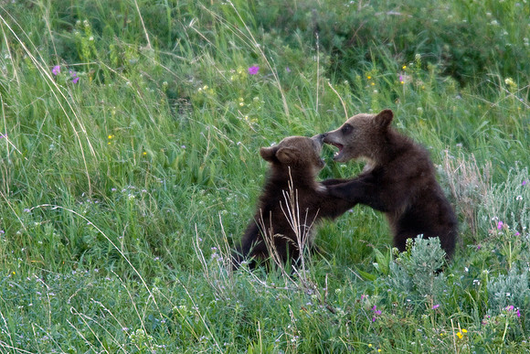 GRZ00348-Grizzly-Bear