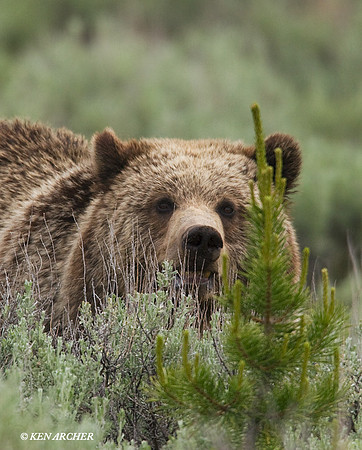 GRZ00050 Grizzly Bear