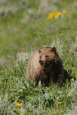 GRZ00595-Grizzly-Bear