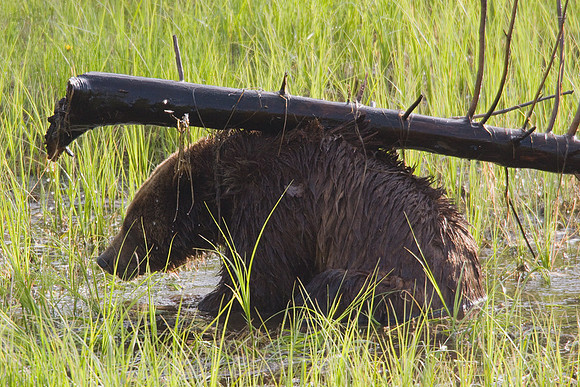 Grizzly Bear Playing - GRZ01014