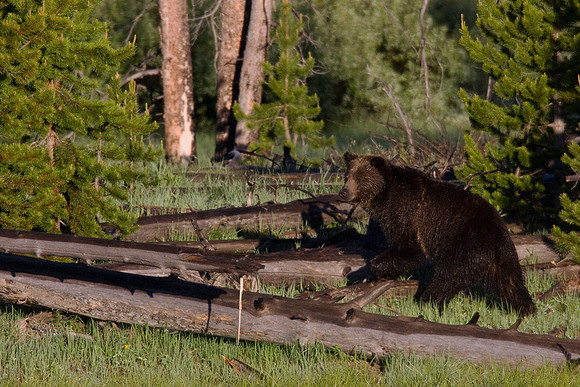 GRZ00927-Grizzly-Bear