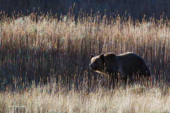 GRZ01862 - Grizzly Bear