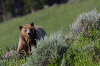 Grizzly Bear - GRZ00525