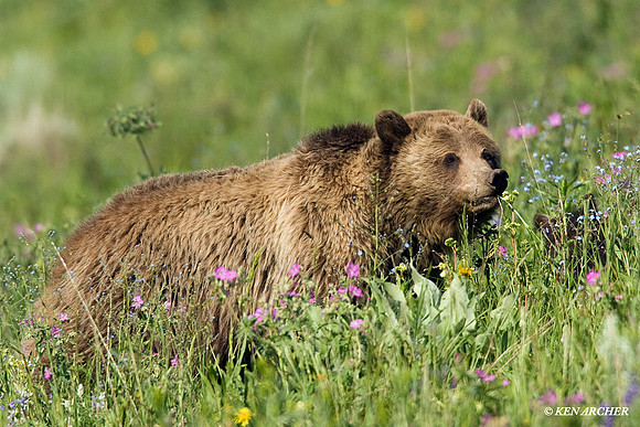 Grizzly Bear - GRZ00538