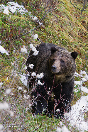 Grizzly Bear - GRZ01724