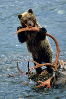 Grizzly Cub Licking Caribou Antler - CWGB020237