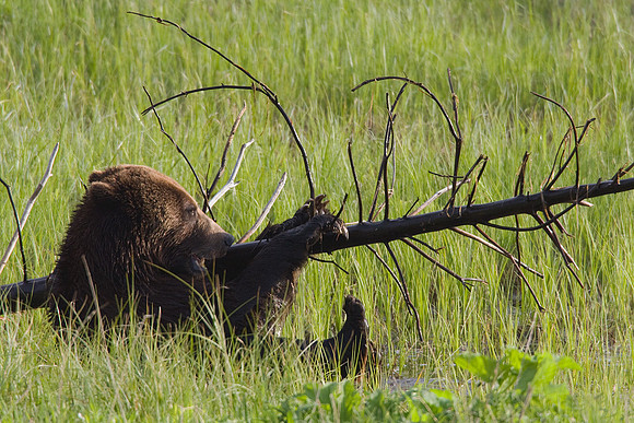 GRZ01002-Grizzly-Bear
