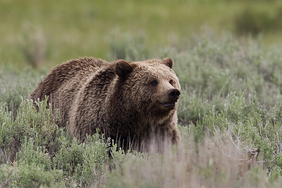 GRZ00040-Grizzly-Bear