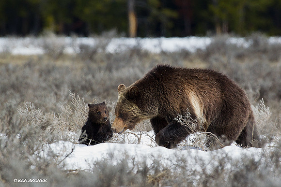 GRZ01183 Grizzly Bear
