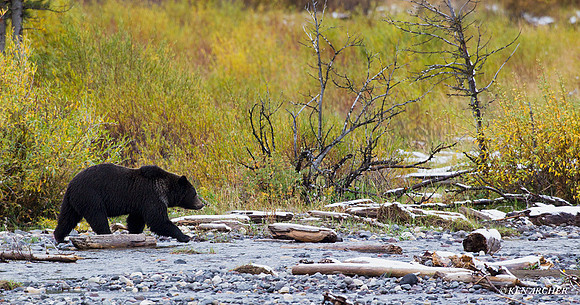 GRZ01667 Grizzly Bear