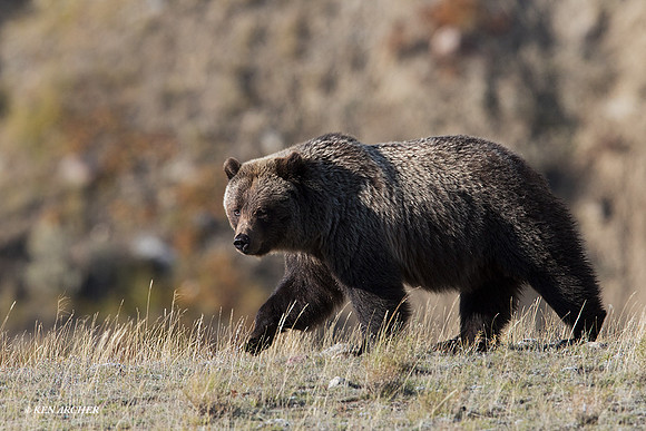 GRZ02175 - Grizzly Bear