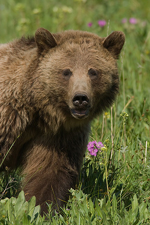 GRZ00614-Grizzly-Bear