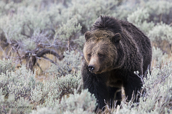 GRZ02262 - Grizzly Bear