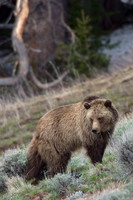 GRZ00740-Grizzly-Bear