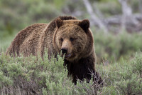 GRZ00066-Grizzly-Bear