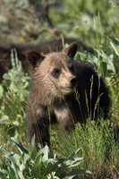 GRZ00638-Grizzly-Bear