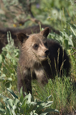 GRZ00638-Grizzly-Bear