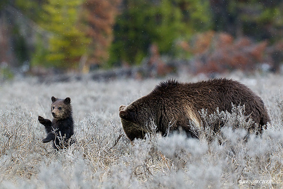 Grizzly Bear Sow and Cub - GRZ01261