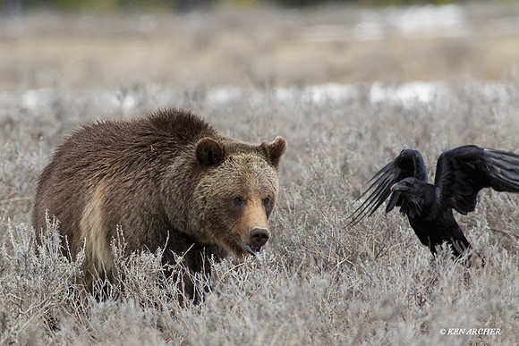 GRZ01190 Grizzly Bear