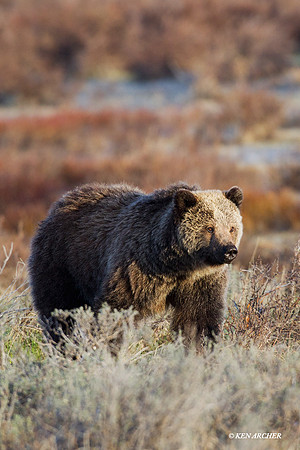 Grizzly Bear - GRZ01118