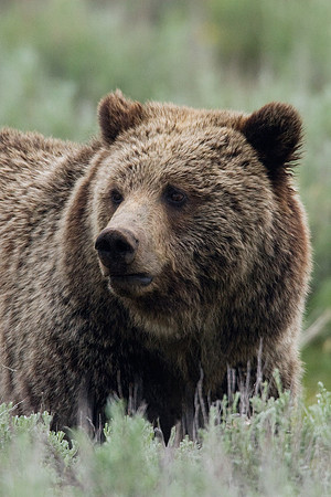 Grizzly Bear - GRZ00051