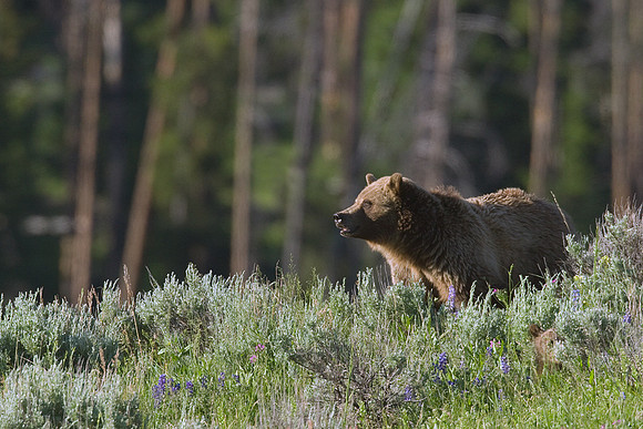GRZ00619-Grizzly-Bear