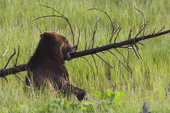 GRZ00999-Grizzly-Bear