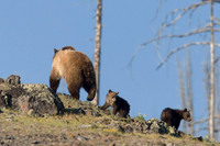 GRZ00574-Grizzly-Bear