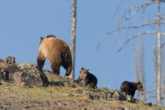 GRZ00574-Grizzly-Bear