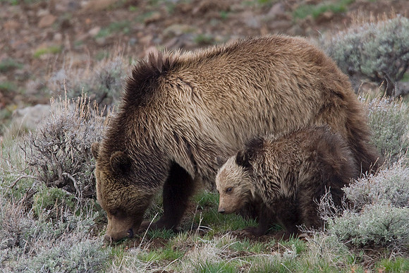 GRZ00752-Grizzly-Bear