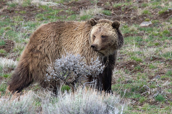 Grizzly Bear - GRZ00771