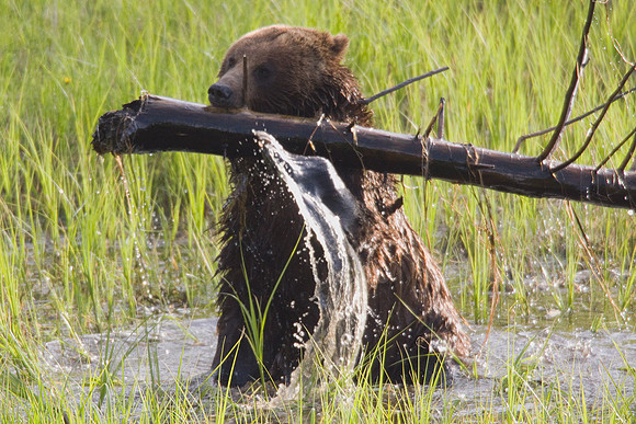Grizzly Bear Playing - GRZ01009