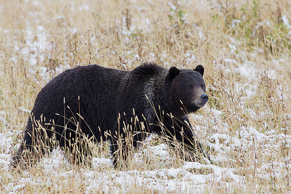 GRZ01687 Grizzly Bear