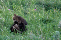 GRZ00359-Grizzly-Bear